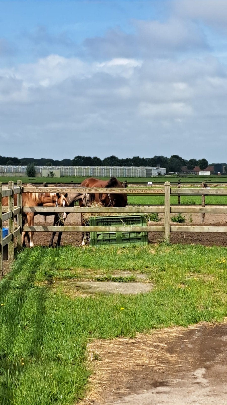 Paardenstallen te huur, Stalling, 4 paarden of pony's of meer