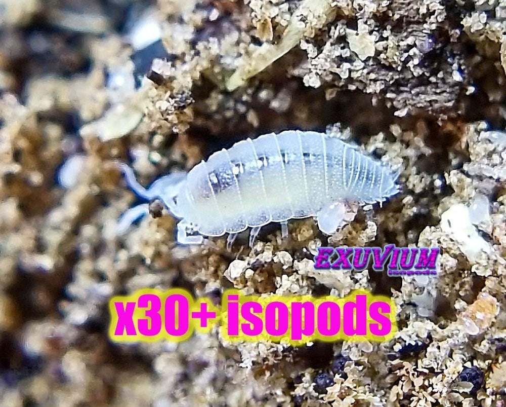 Trichorhina tomentosa (Dwerg Wit Pissebed) Tropisch Isopod, Dieren en Toebehoren, Overige soorten
