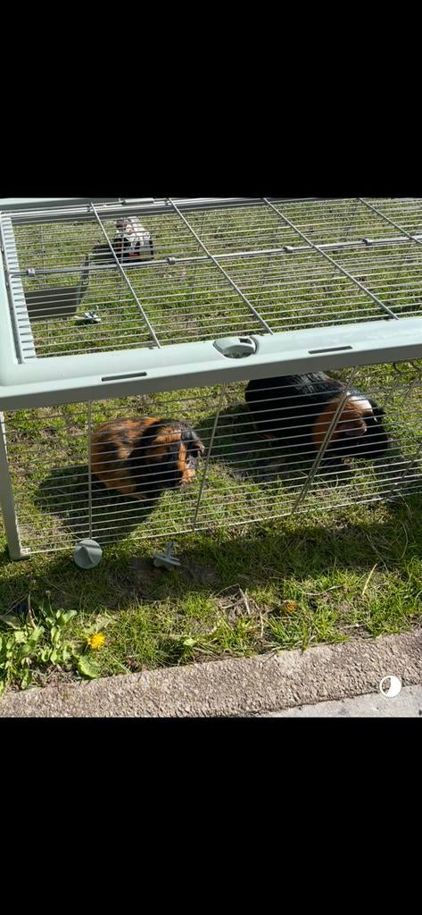 2 cavias (beertjes), April, Mannelijk, Cavia