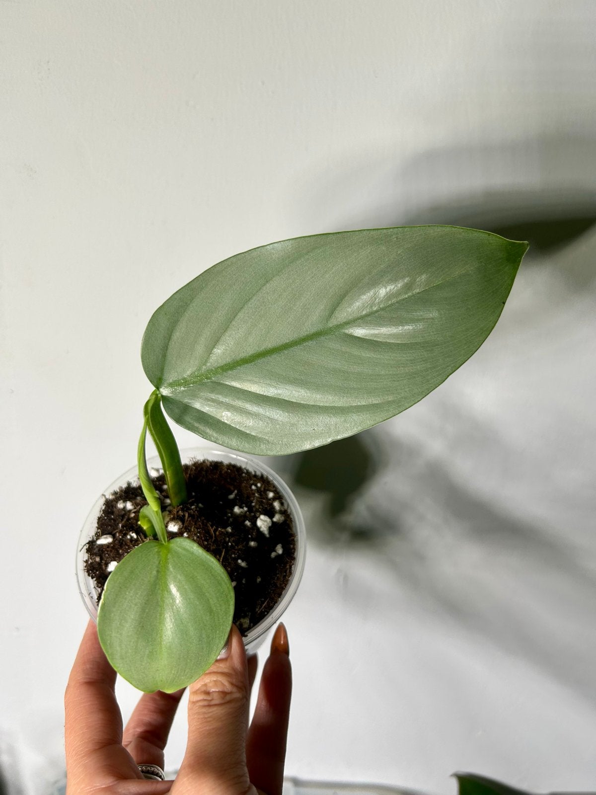 Philodendron Silver Sword, Huis en Inrichting, Ophalen of Verzenden, Halfschaduw, Minder dan 100 cm