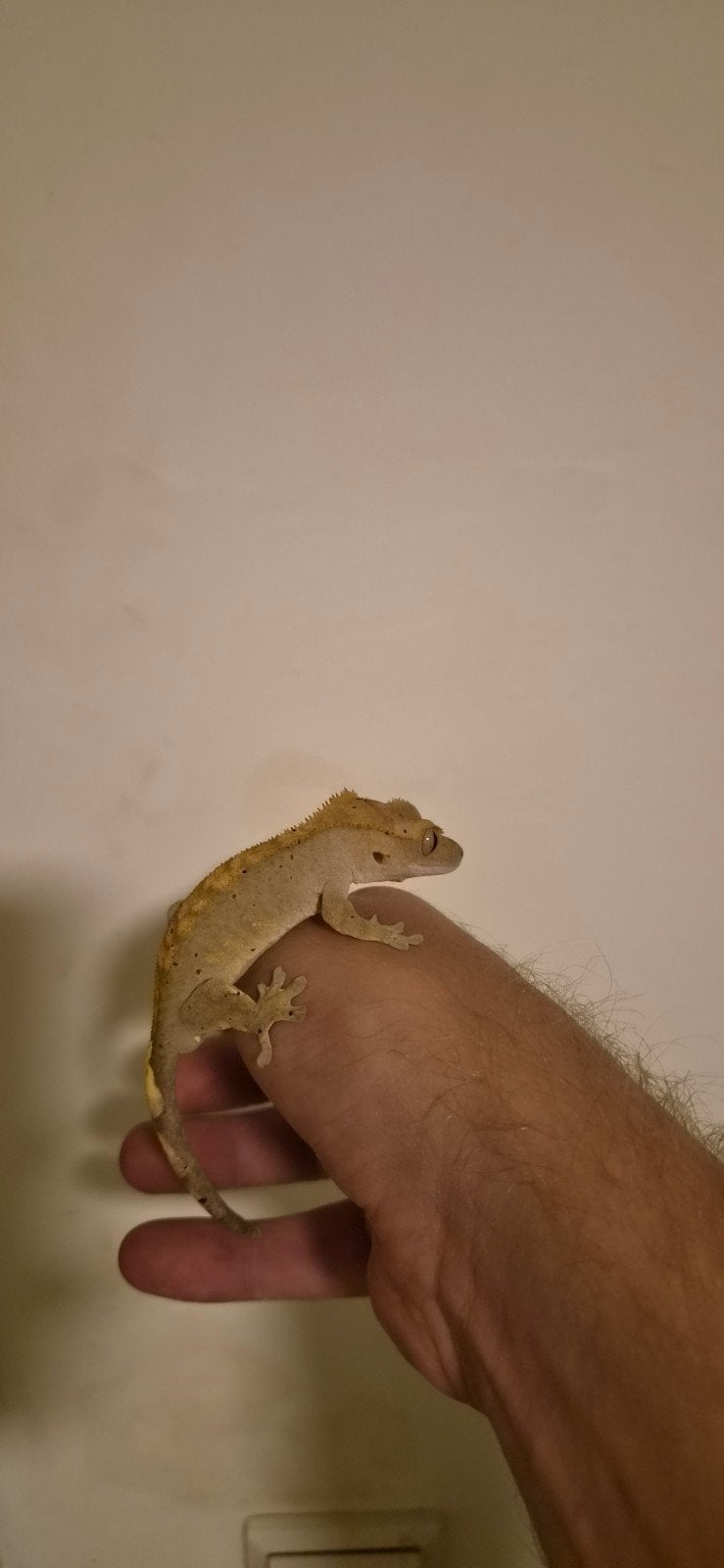 3 mooie, jongvolwassen wimpergekko’s (2 mannen en 1 vrouw), Dieren en Toebehoren, Hagedis, Tam, 0 tot 2 jaar