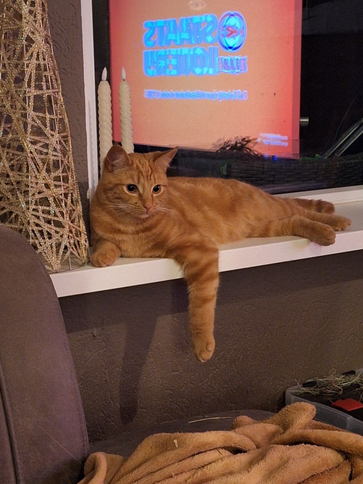 Vermist rode kater omgeving Duiven, Kat