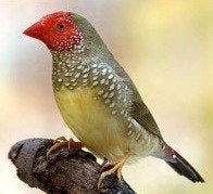 Koppel Binsenastrildes beschikbaar, Dieren en Toebehoren, Vogels | Overige Vogels, Meerdere dieren, Tropenvogel