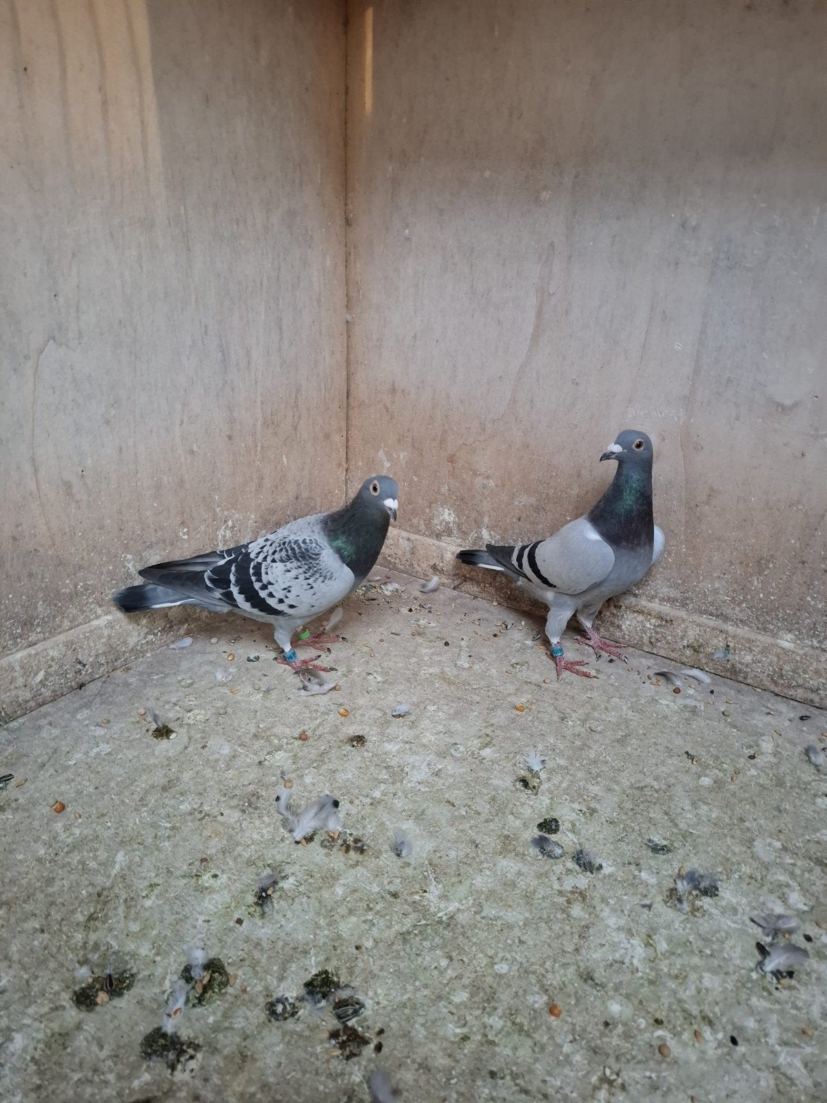 jonge duiven, Meerdere dieren, Postduif