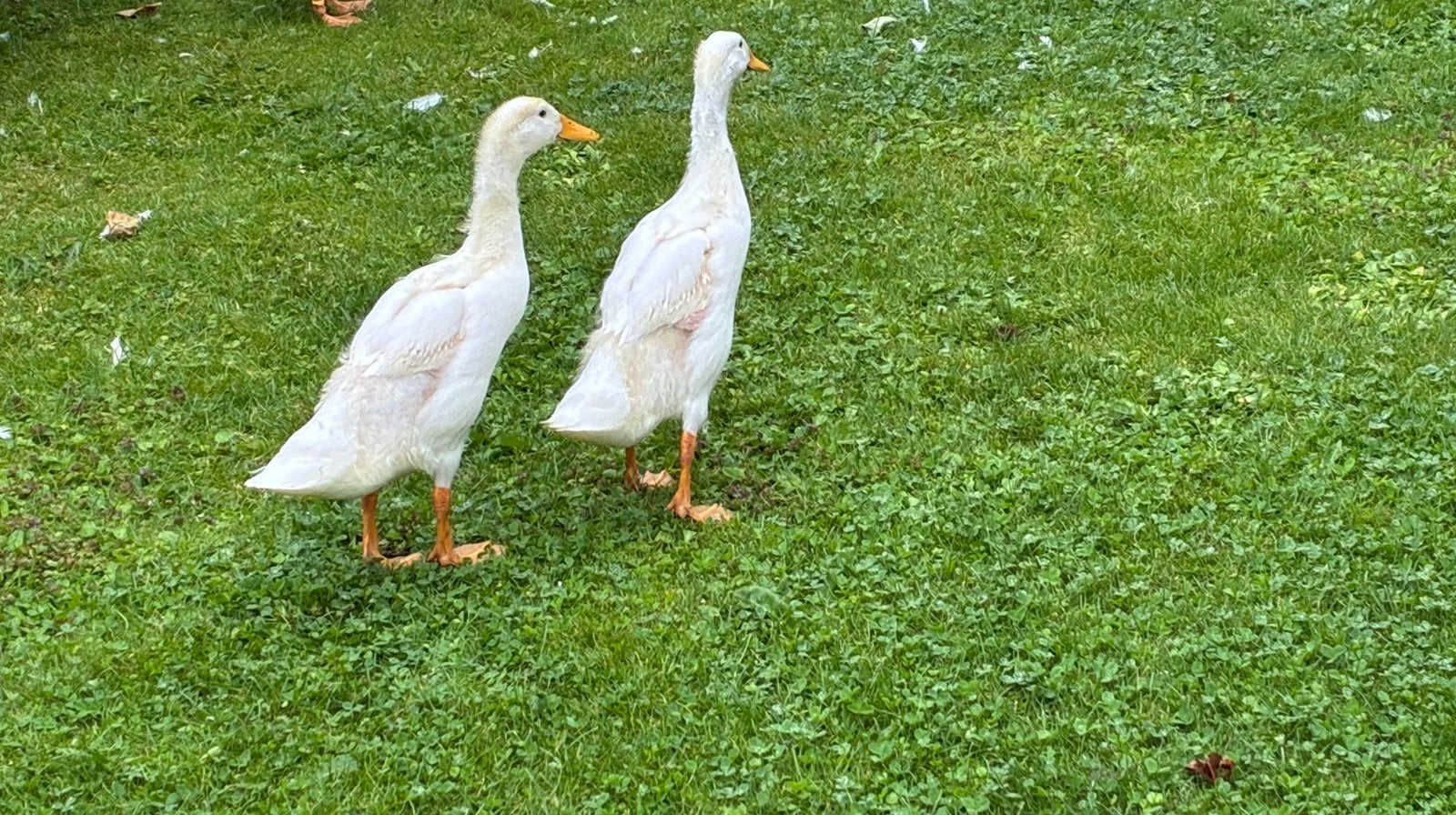 Loopeenden (kuikens), Meerdere dieren, Eend