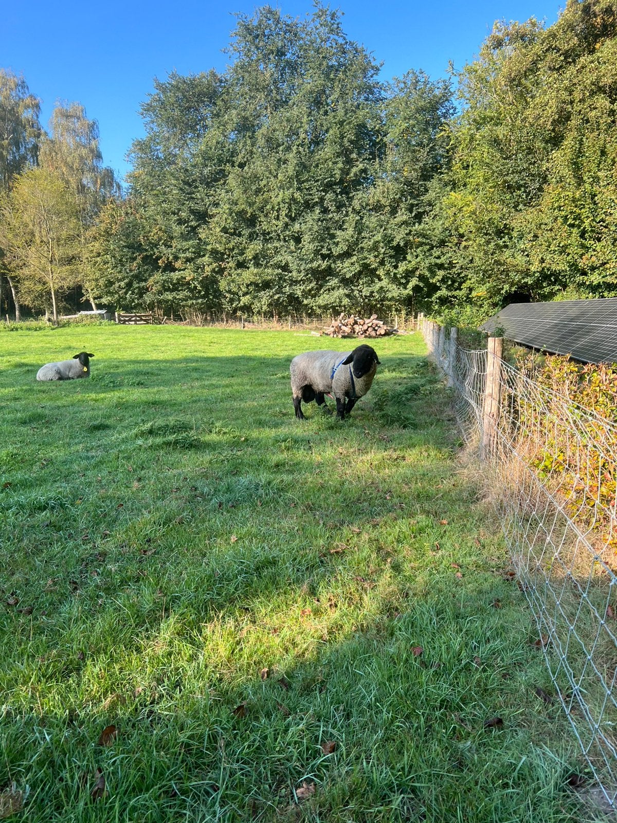 Suffolk Stamboek Ram, Mannelijk, Schaap, 3 tot 5 jaar