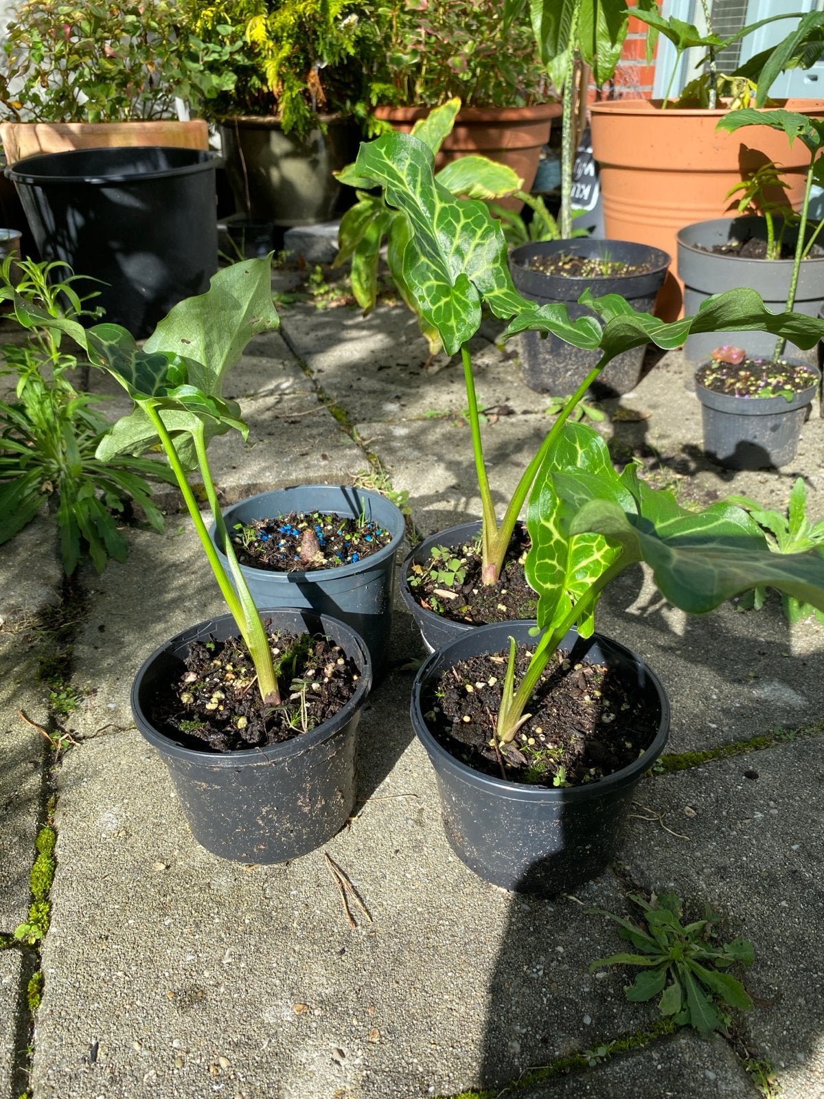 4x Aronskelk Arum Italicum - Prachtige Vaste Planten, Tuin en Terras, Vaste plant, Halfschaduw, Lente, Ophalen