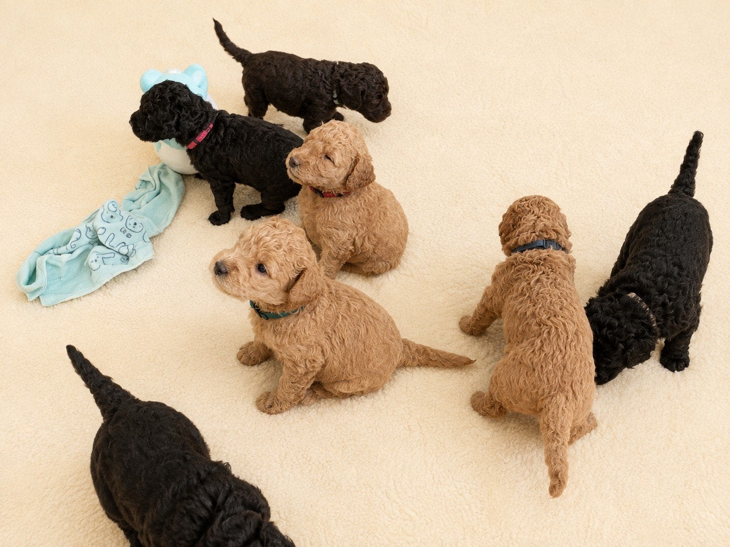 labradoodle pups, puppies, Meerdere, Meerdere dieren, Middel, Nederland
