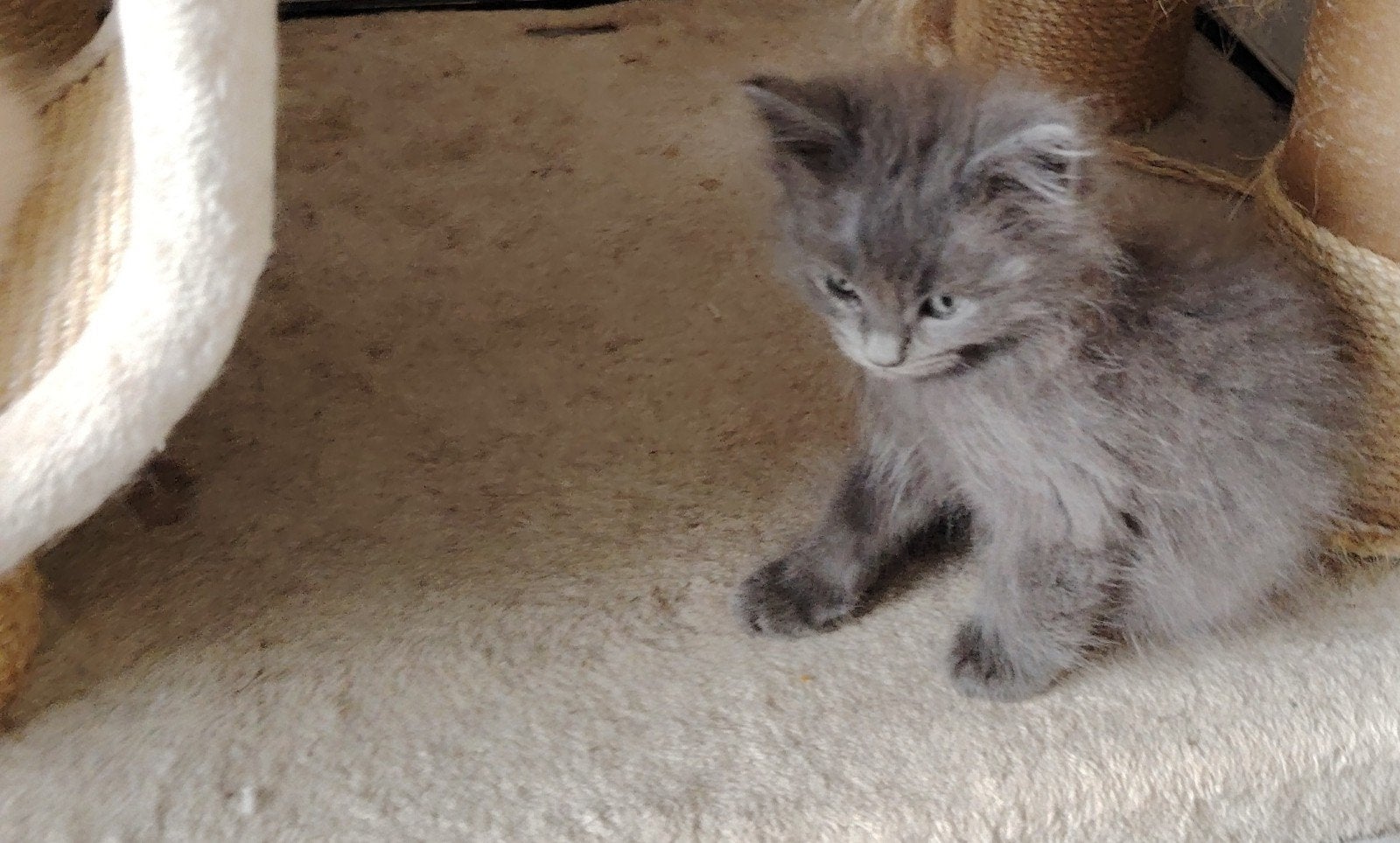 7 lieve maincoon kittens, Dieren en Toebehoren, Meerdere dieren, Ontwormd, 0 tot 2 jaar