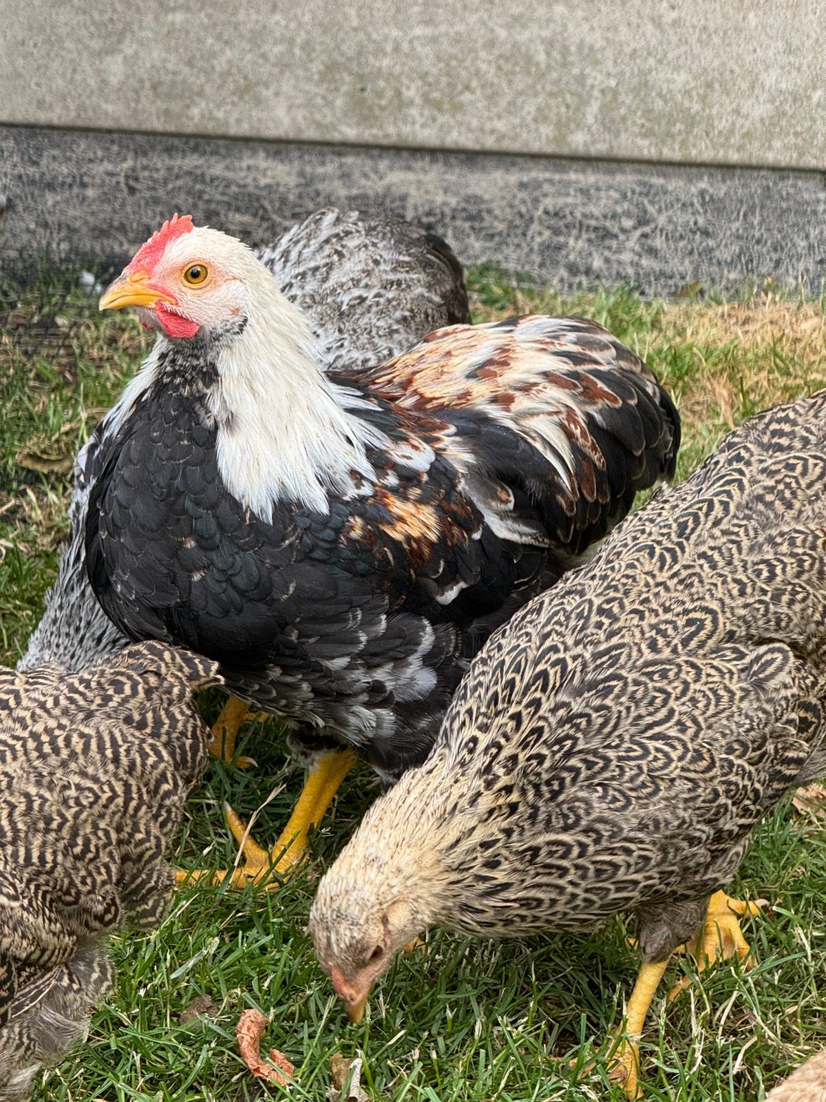 Gratis Wyandotte kriel hanen, Dieren en Toebehoren, Pluimvee, Mannelijk, Kip