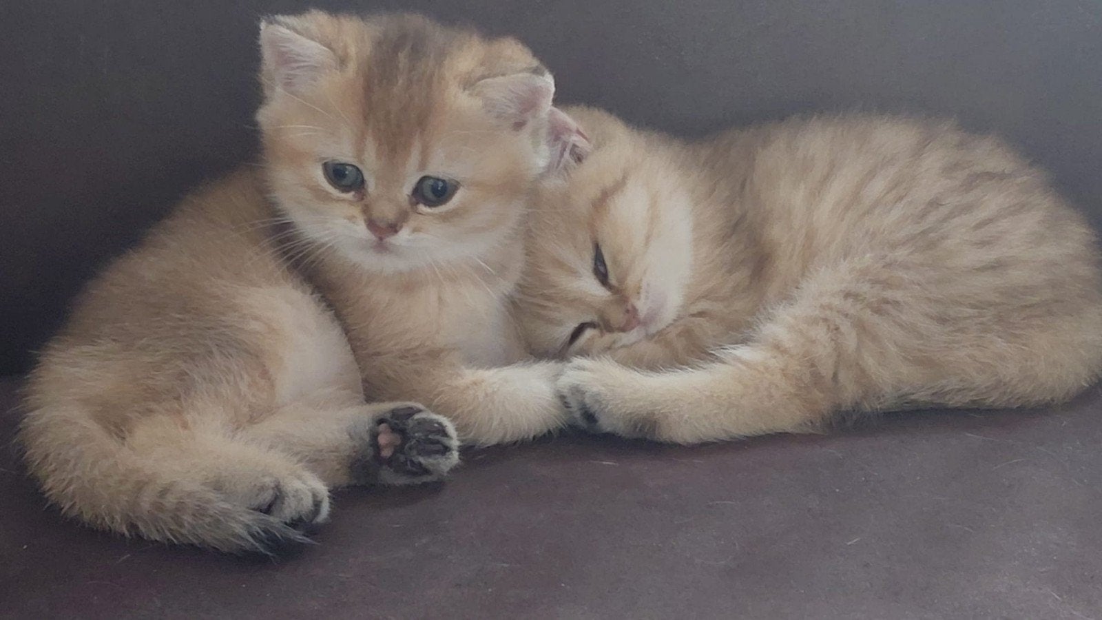 brits korthaar kitten golden shaded, Kater, Gechipt, 0 tot 2 jaar