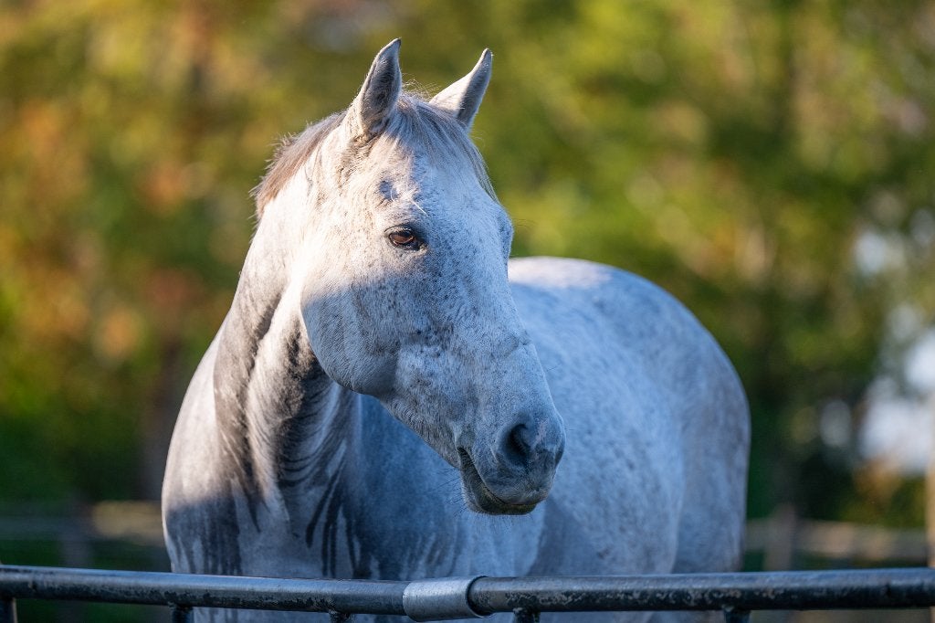 Super lieve alleskunner!, Dieren en Toebehoren, Gechipt, Ruin, M, 7 tot 10 jaar