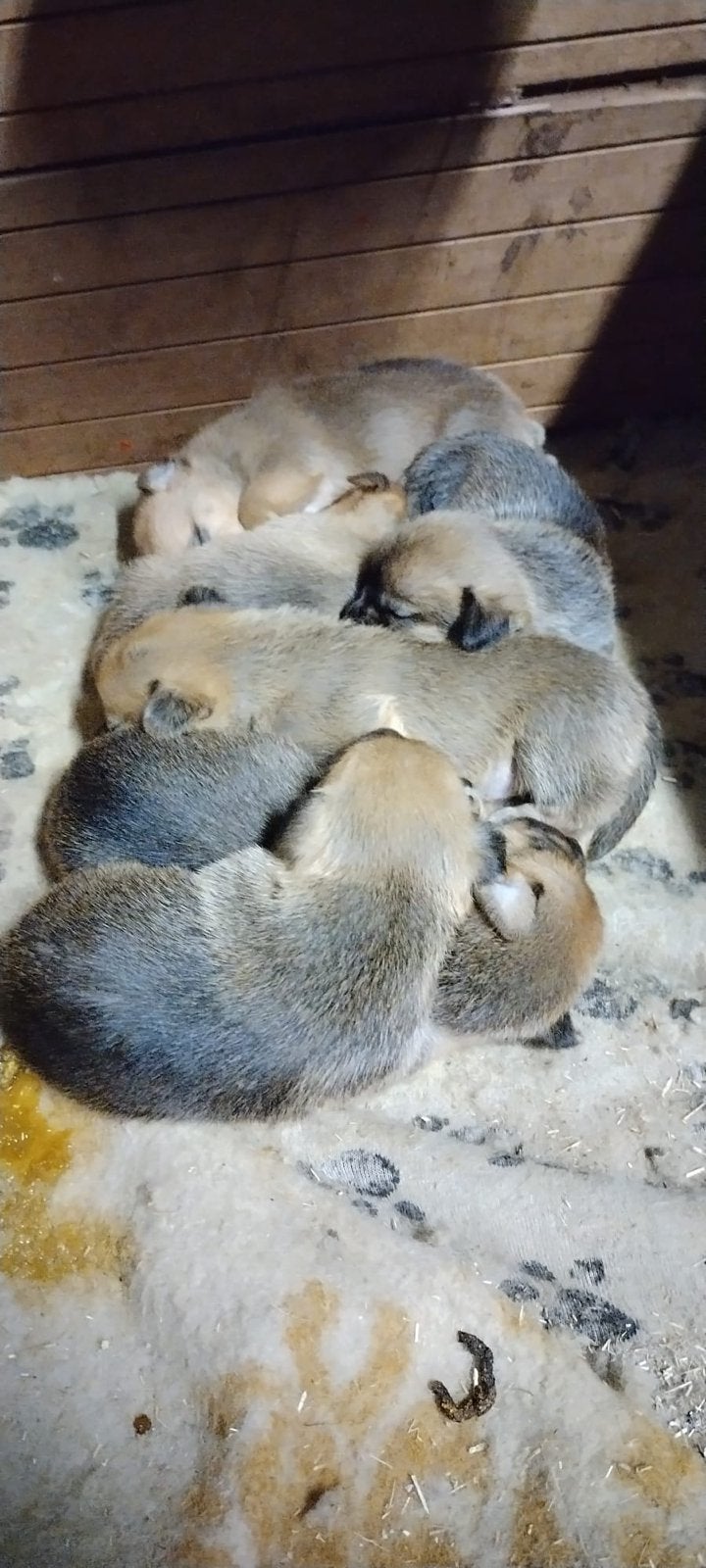 Jack russel pups, 15 weken tot 1 jaar, Parvo, Meerdere, Meerdere dieren