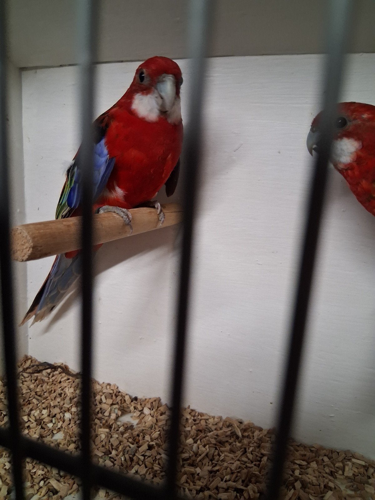 mooi koppel rooie rosella's, Dieren en Toebehoren, Meerdere dieren, Parkiet