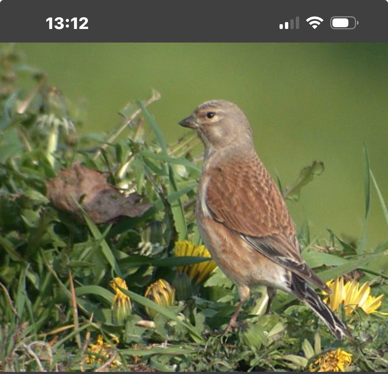 Te koop kneu man, Dieren en Toebehoren, Vogels | Overige Vogels, Mannelijk