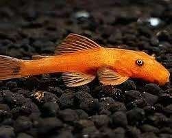 Ancistrus super red jongen longfin gen, Dieren en Toebehoren, Vis, Zoetwatervis