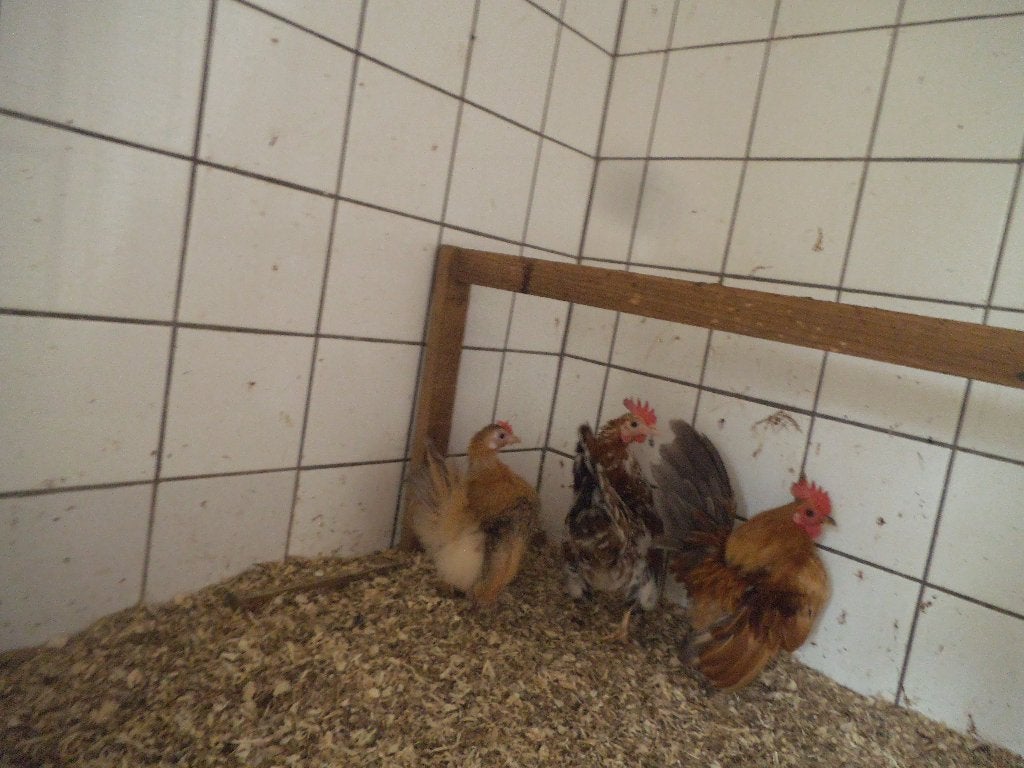 serama hennen, Dieren en Toebehoren, Pluimvee, Vrouwelijk, Kip