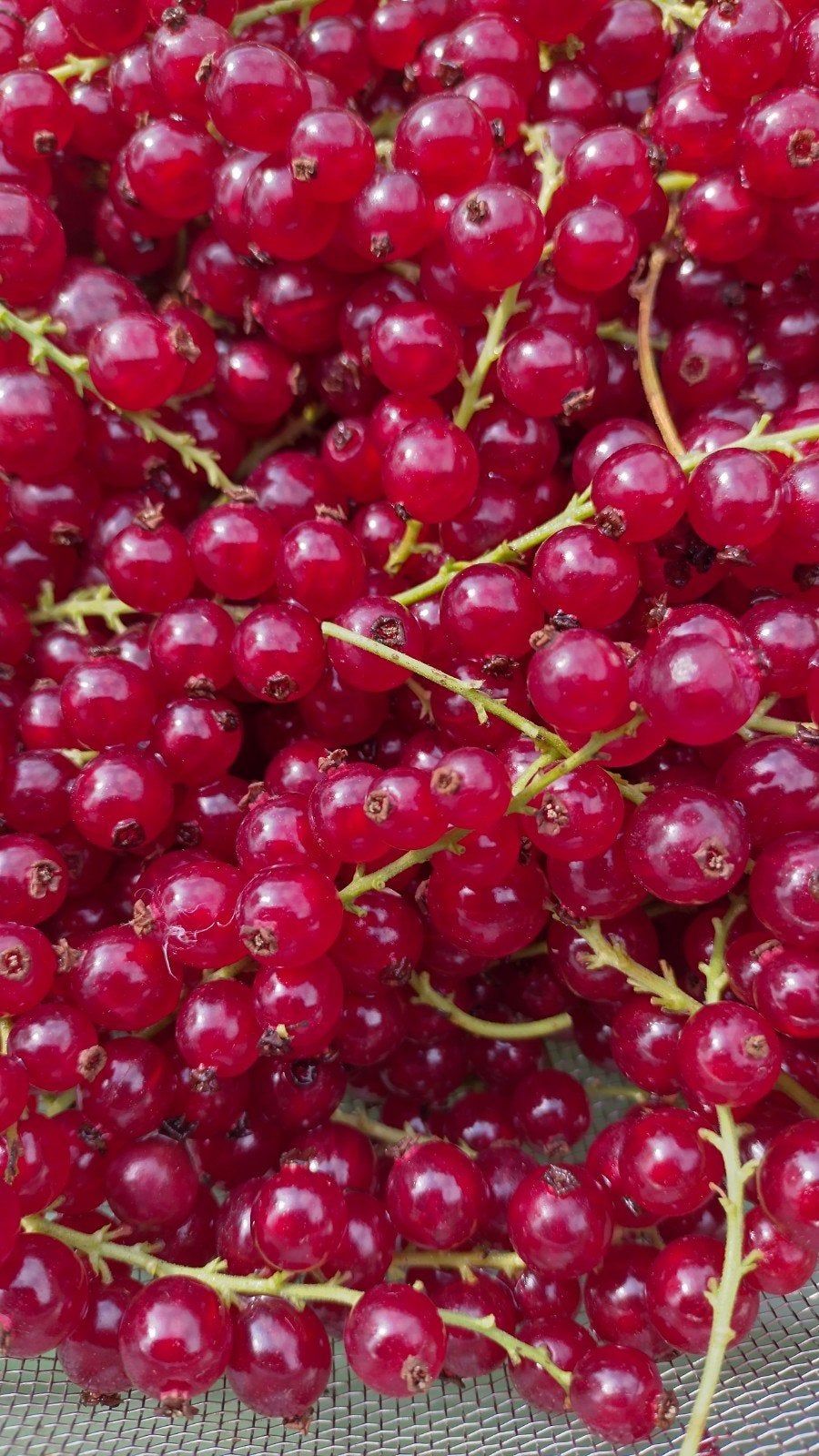 Rode bessen,  onbespoten  zelf plukken per kilo, Ophalen