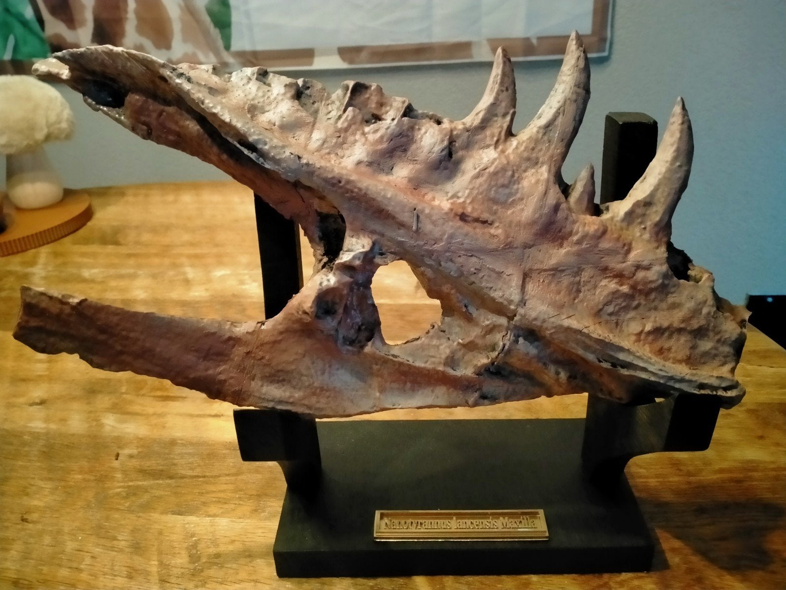 Replica Nanotyrannus saurus kaakdeel., Ophalen, Fossiel