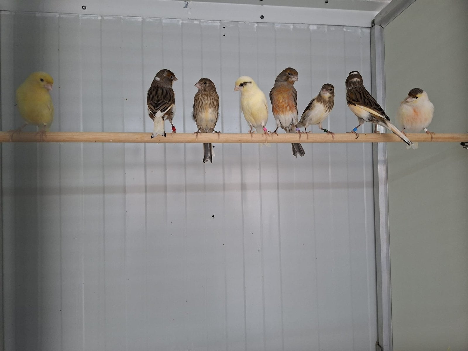 Harlekijnen kanaries te koop, Dieren en Toebehoren, Vogels | Kanaries, Geslacht onbekend, Kleurkanarie