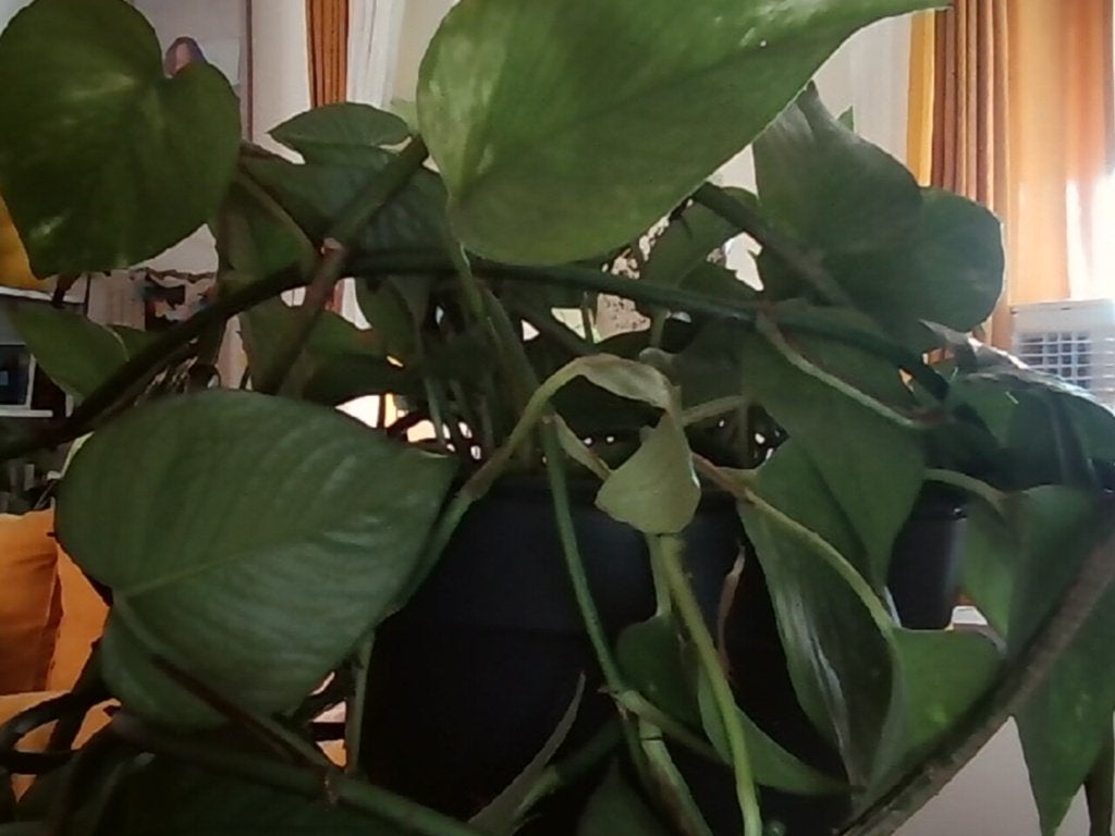 plant Pothos, Huis en Inrichting, Kamerplanten, Ophalen, 100 tot 150 cm, Overige soorten, Halfschaduw