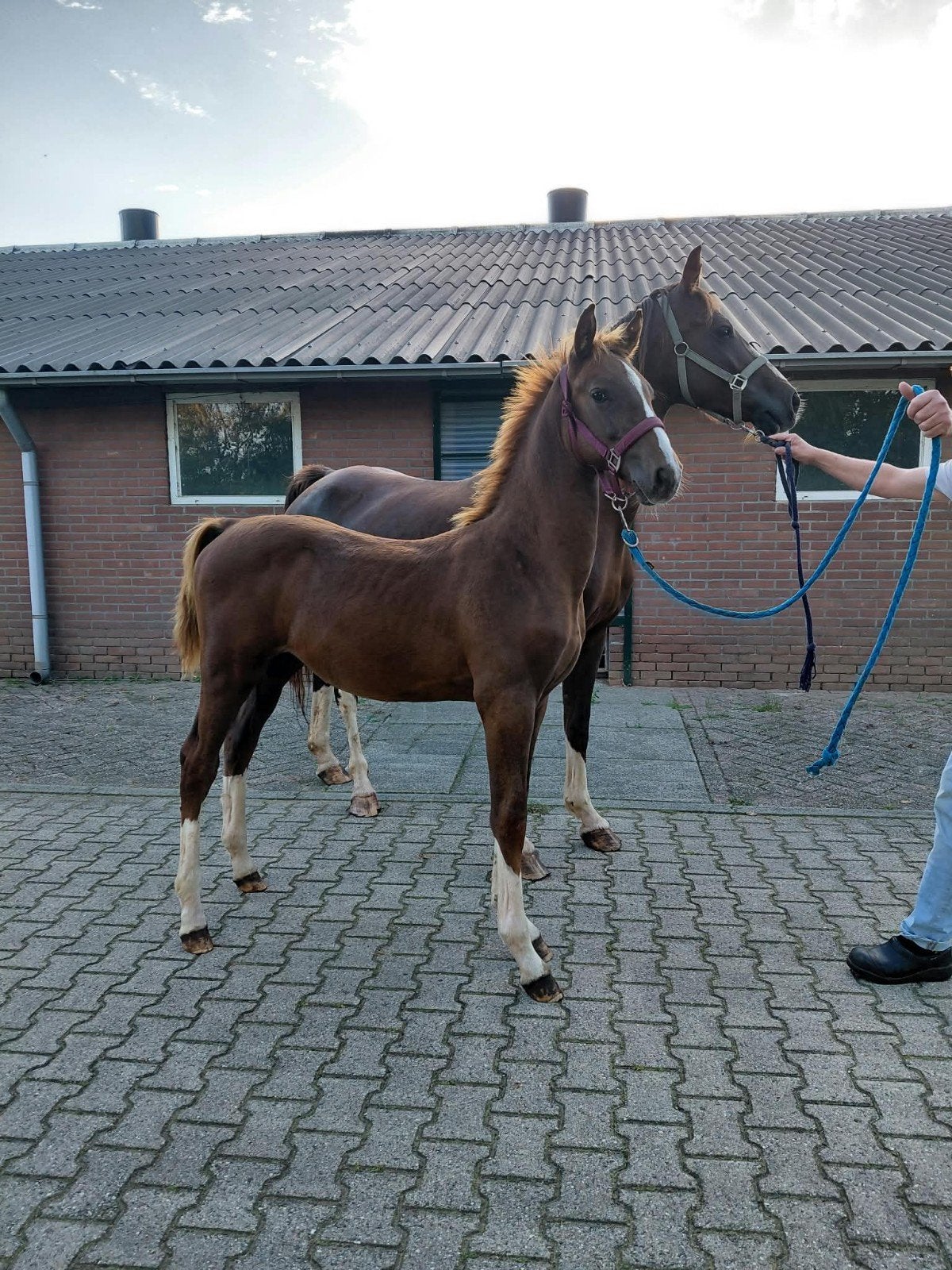 Tuigpaard hengstveulen, Minder dan 160 cm, Met stamboom, Niet van toepassing, 0 tot 2 jaar