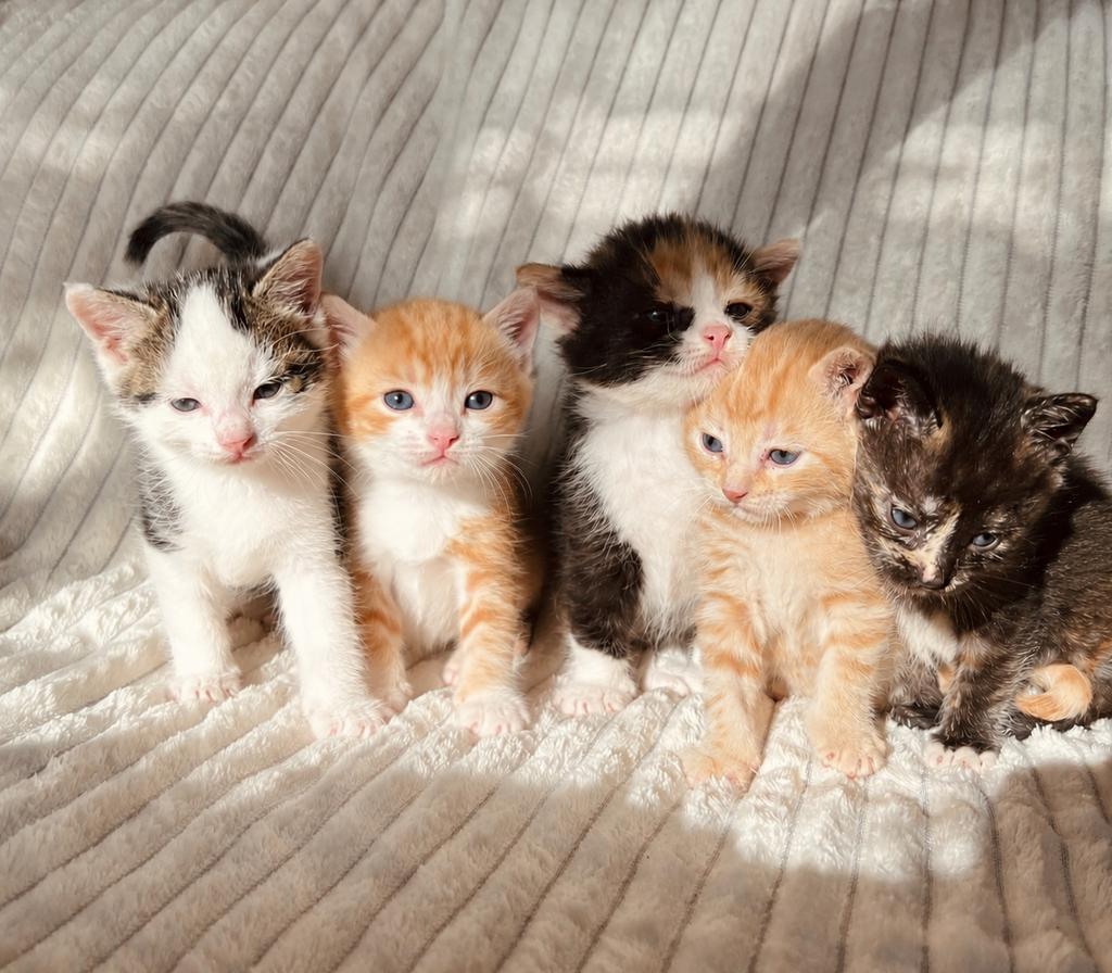 Kittens, Dieren en Toebehoren, Katten en Kittens | Overige Katten, Meerdere dieren