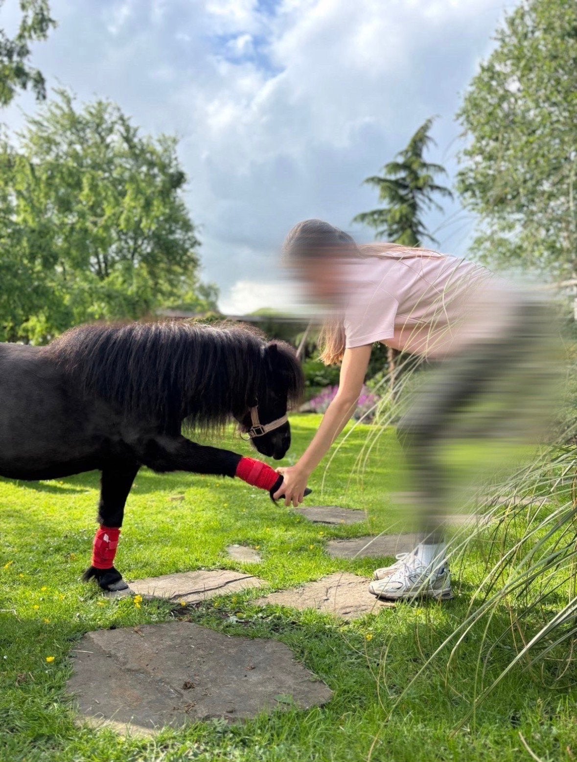 Project E pony/paard gezocht!!, Dieren en Toebehoren, Ophalen