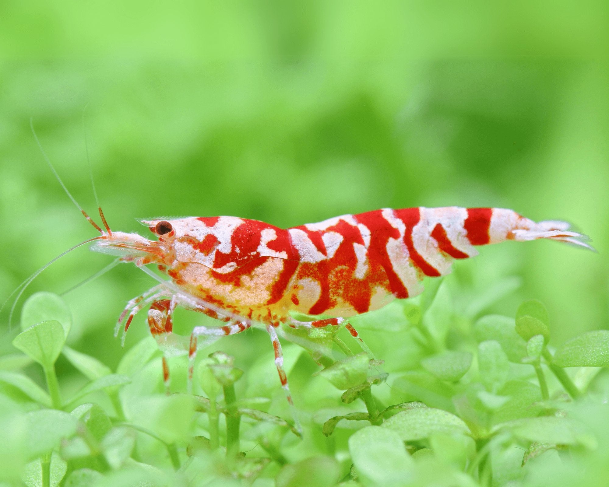 Gezocht !! caridina red fancy tiger, Dieren en Toebehoren, Kreeft, Krab of Garnaal