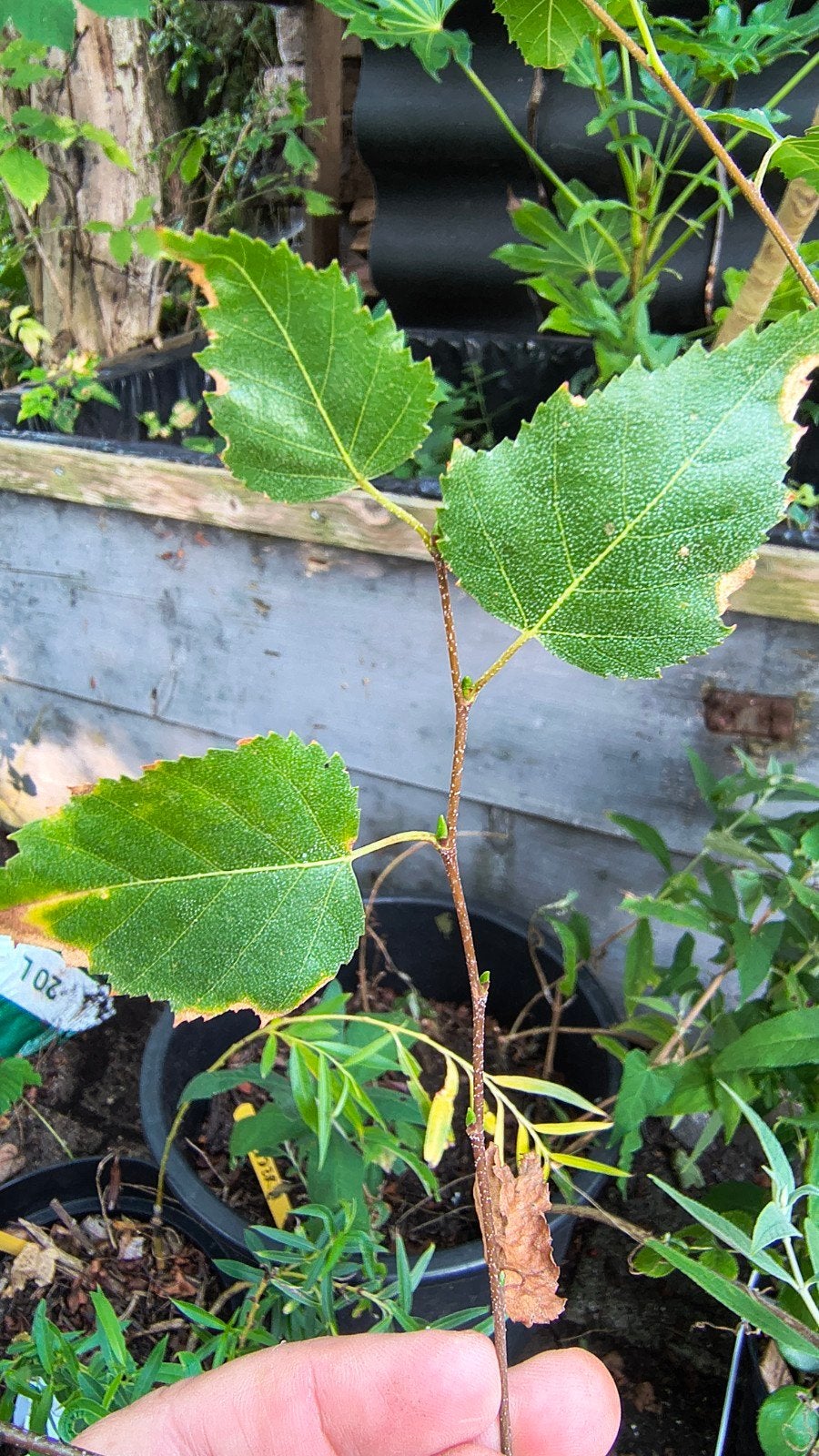 Jonge Berk in Pot - Ideaal voor Tuin of Balkon, Tuin en Terras, Overige soorten, Lente, 100 tot 250 cm, Ophalen