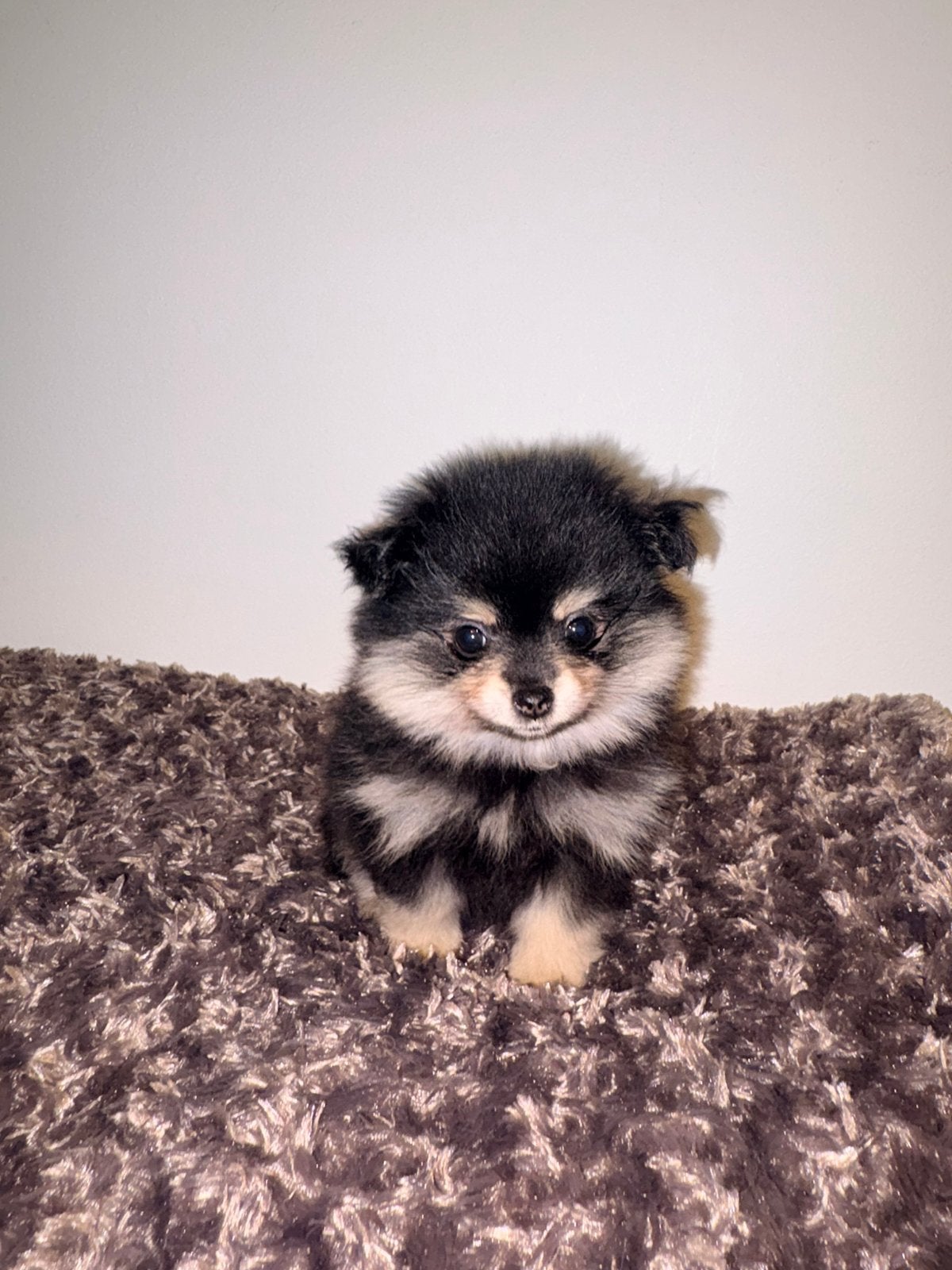 Pomeriaan pups mogen verhuizen, Overige rassen, 8 tot 15 weken, Meerdere, Meerdere dieren