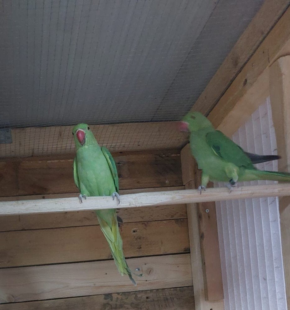 te koop 5 jonge halsbanden  van 26, Geslacht onbekend, Parkiet