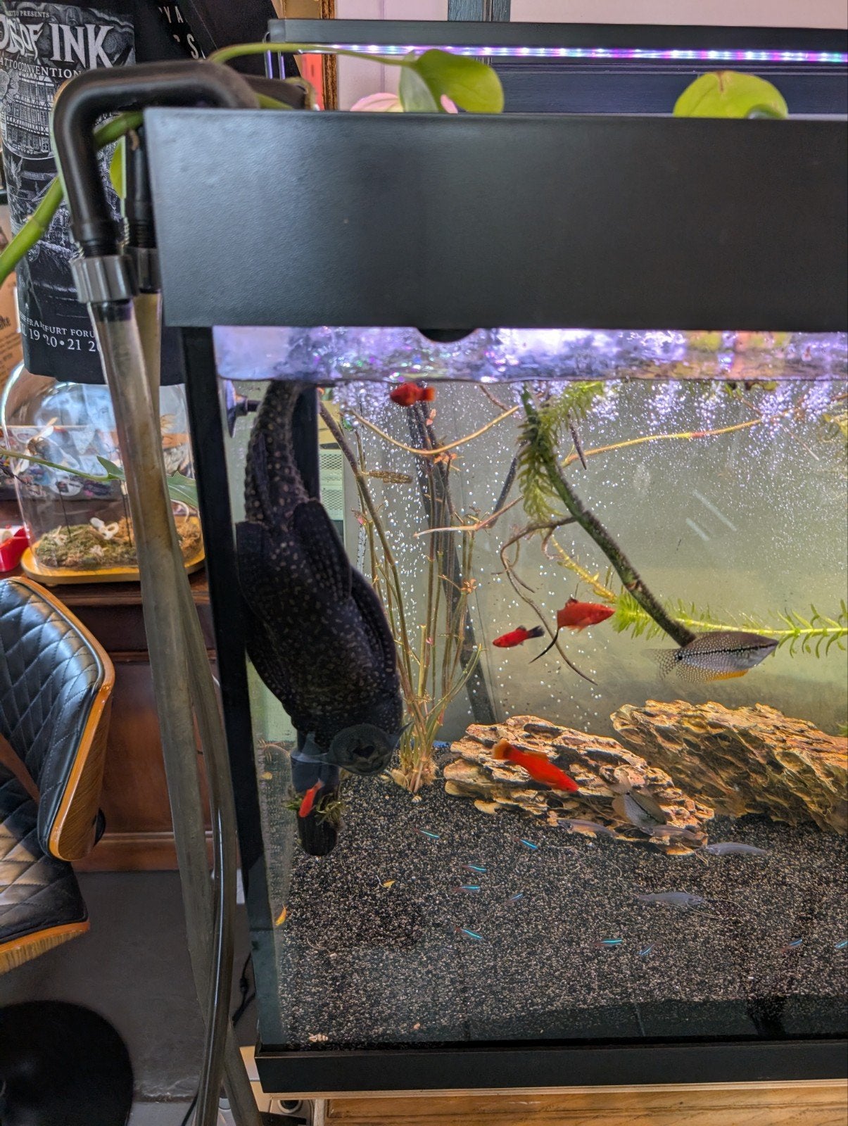 Pleco van +/- 25 cm, Ophalen