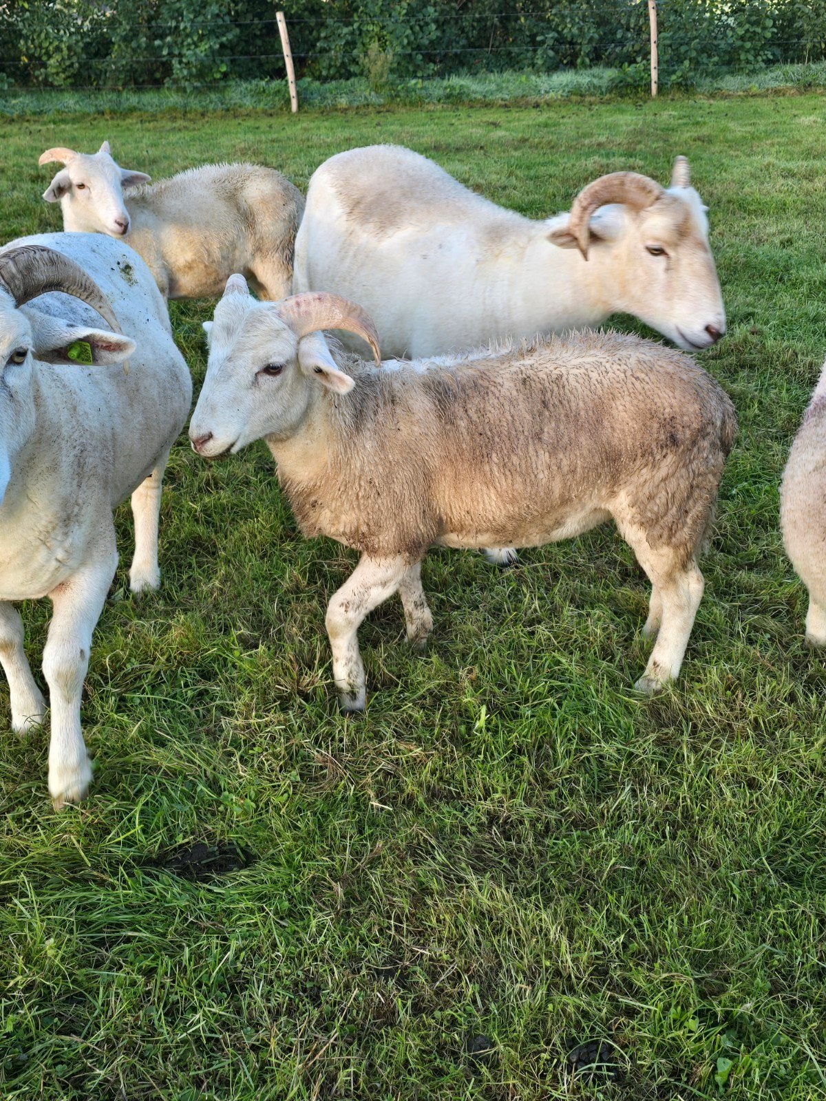 prachtige wiltshire horn lam van mei twee ooitjes, één Ram, Mannelijk, Schaap