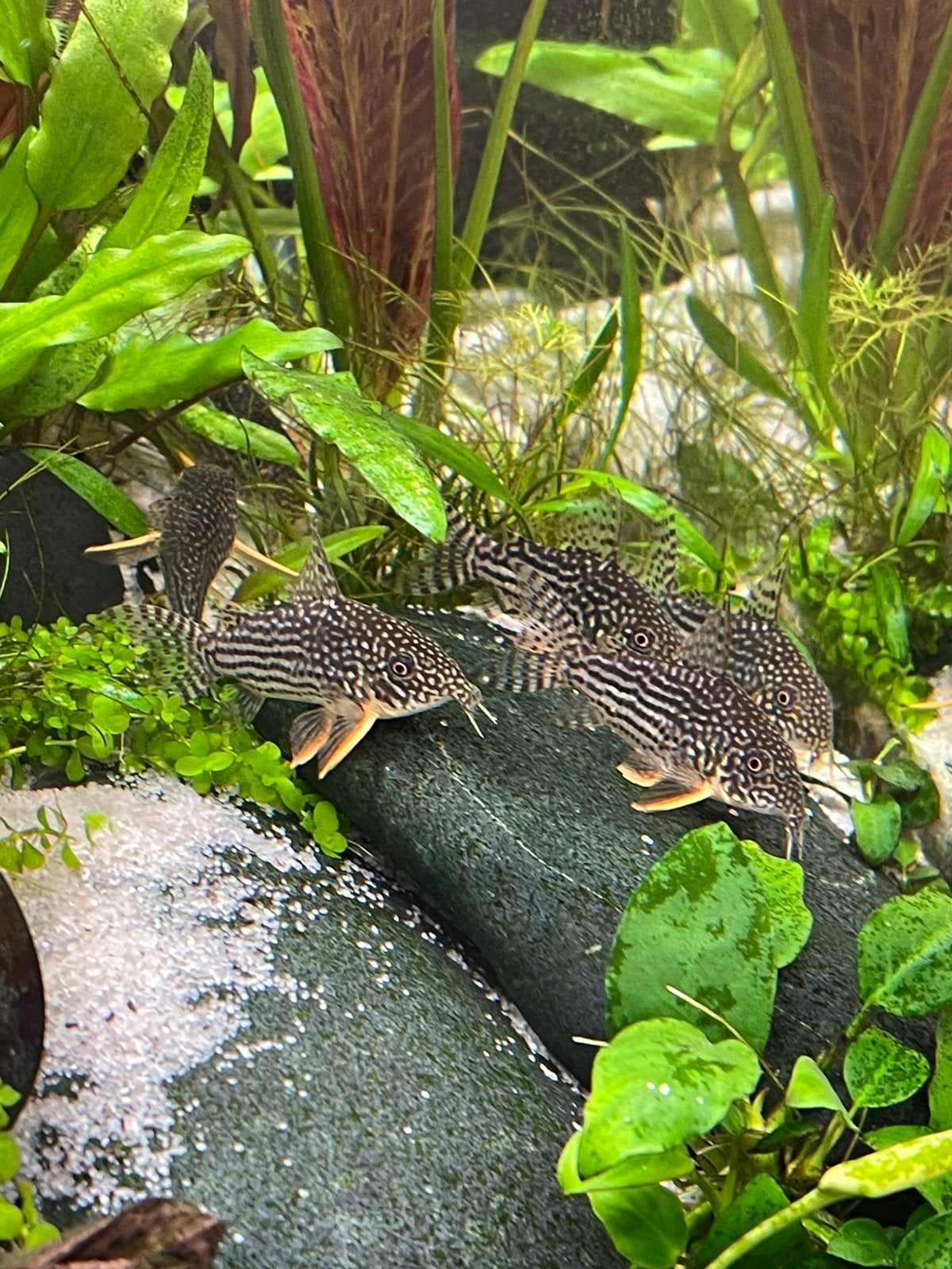 Hoplisoma Sterbai (Corydoras) - volwassen kweekgroep, Vis, Zoetwatervis, Schoolvis