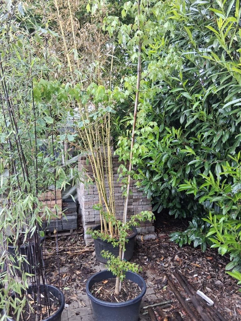 Buergerianum acer drietandesdoorn, Ophalen, Bloeit niet, Halfschaduw, Overige soorten