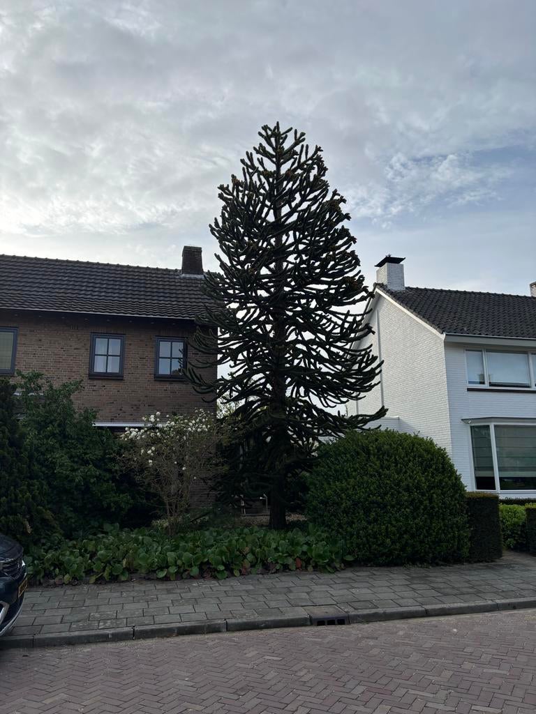 Grote Araucaria boom (Apenboom) - ca. 10m hoog, Tuin en Terras, Bloeit niet, Overige soorten, 400 cm of meer, Ophalen