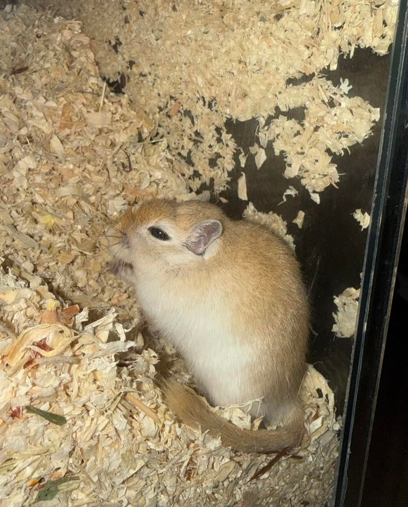 Woestijn ratjes - mannetjes, Dieren en Toebehoren, Knaagdieren, Rat, Mannelijk, Januari, Tam