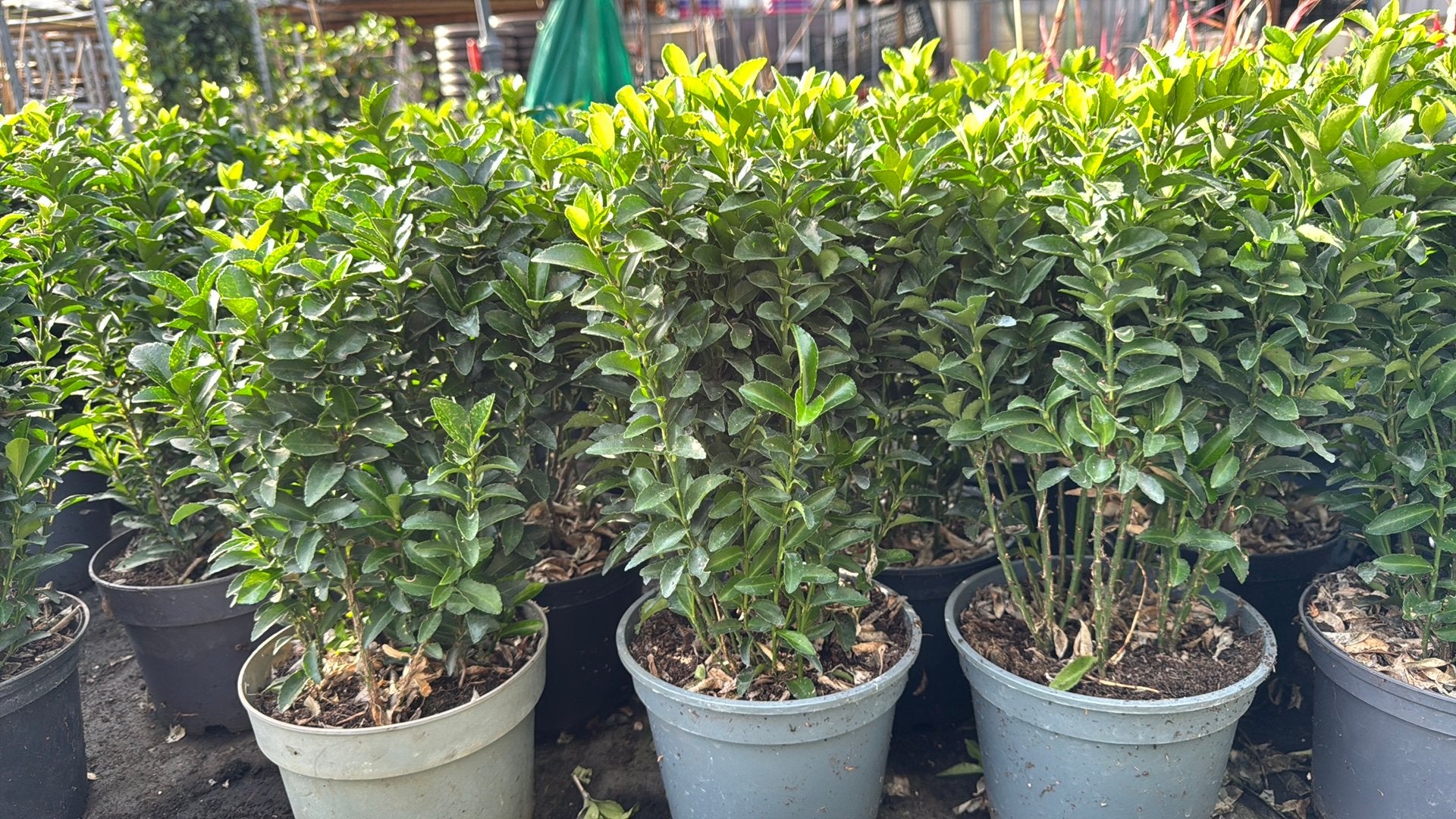 Euonymus Green Spire vanaf €0,69 Buxusvervangers vanaf €0,69, Vaste plant, Bloeit niet, Halfschaduw, Ophalen