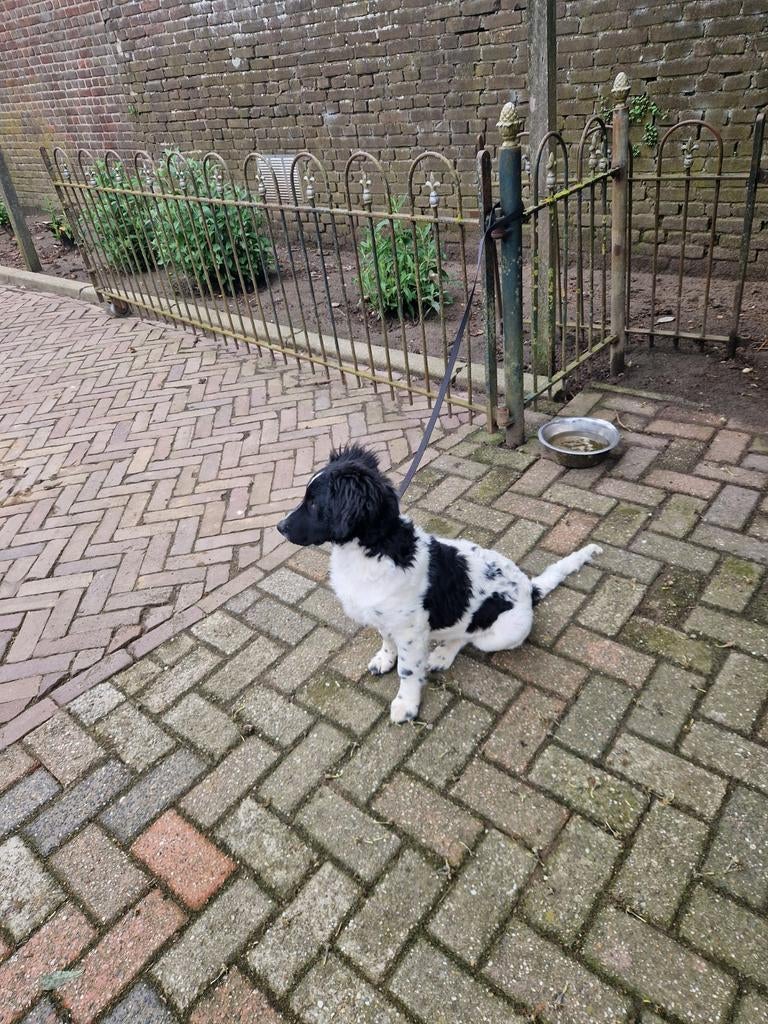 Mooie lieve Friese Stabij hond. Teefje, 15 weken tot 1 jaar, Teef, Eén hond, Nederland