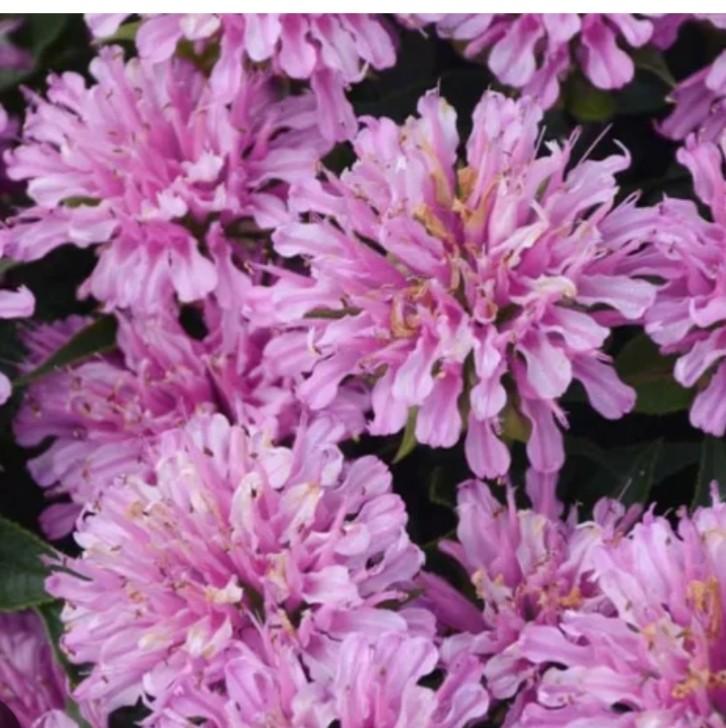 Monarda bee mine lavender P12, Ophalen of Verzenden, Vaste plant, Overige soorten, Halfschaduw