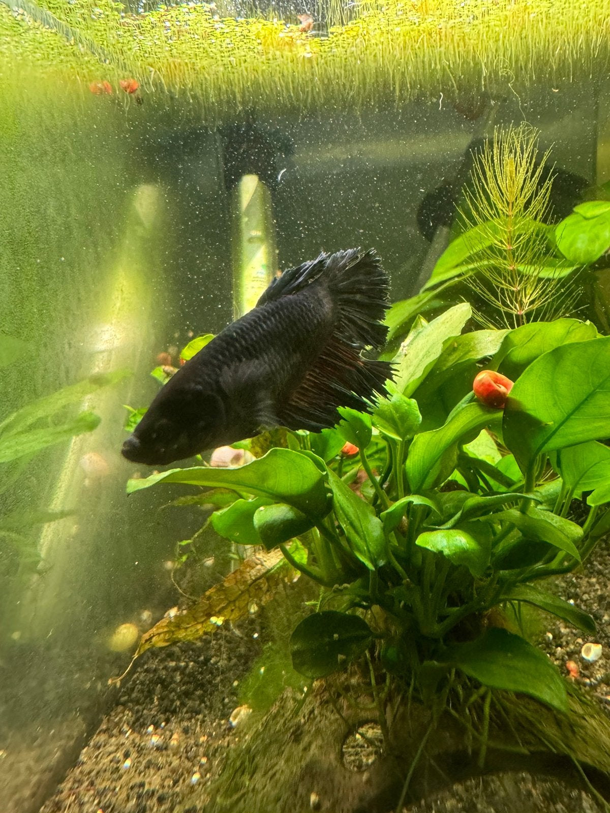 Betta visje vrouwtje, Vis