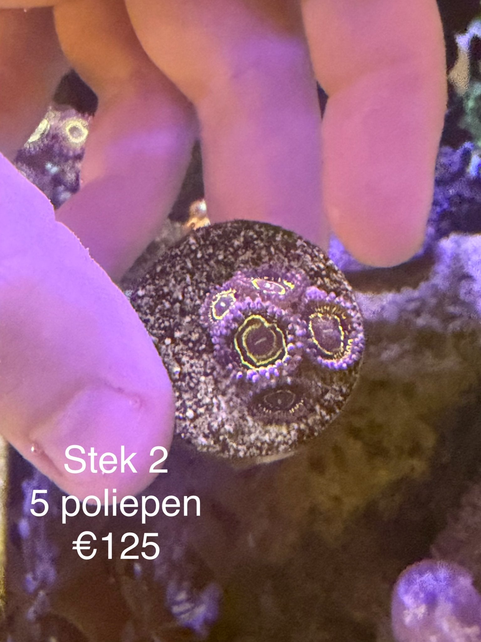 Koraal ZOANTHUS STRATOSPHERE stekjes, Dieren en Toebehoren, Overige typen, Zoutwatervis