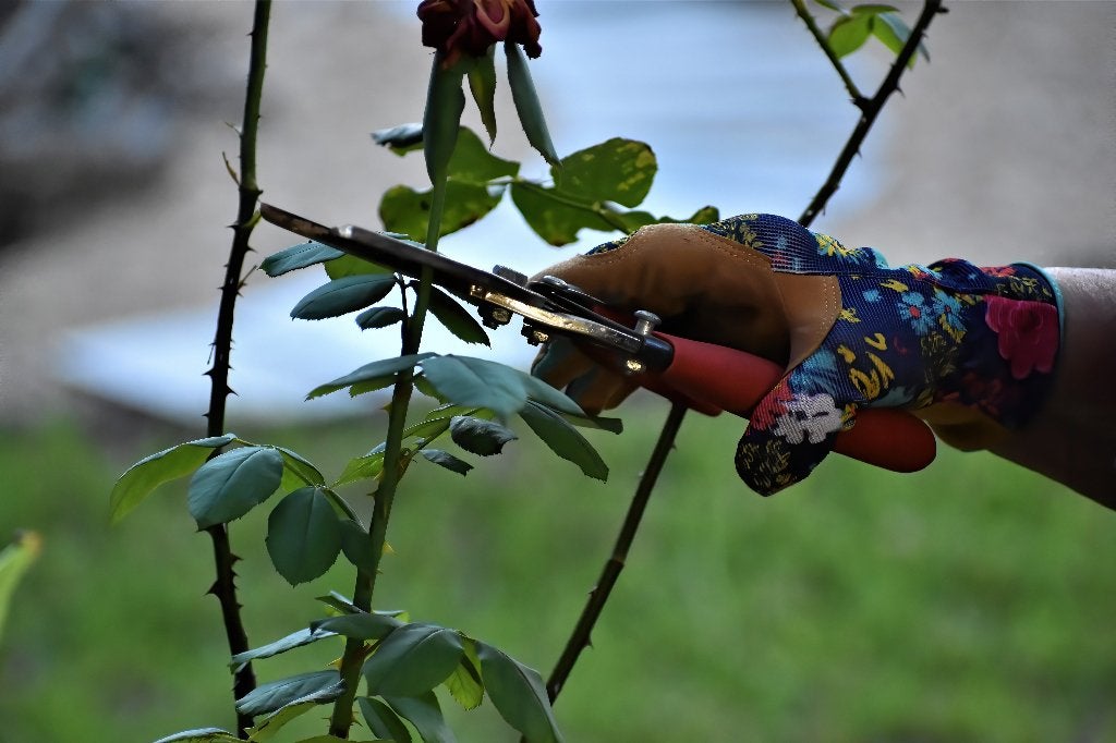 Tuinwerkzaamheden, Diensten en Vakmensen, Tuinonderhoud of Snoeiwerk