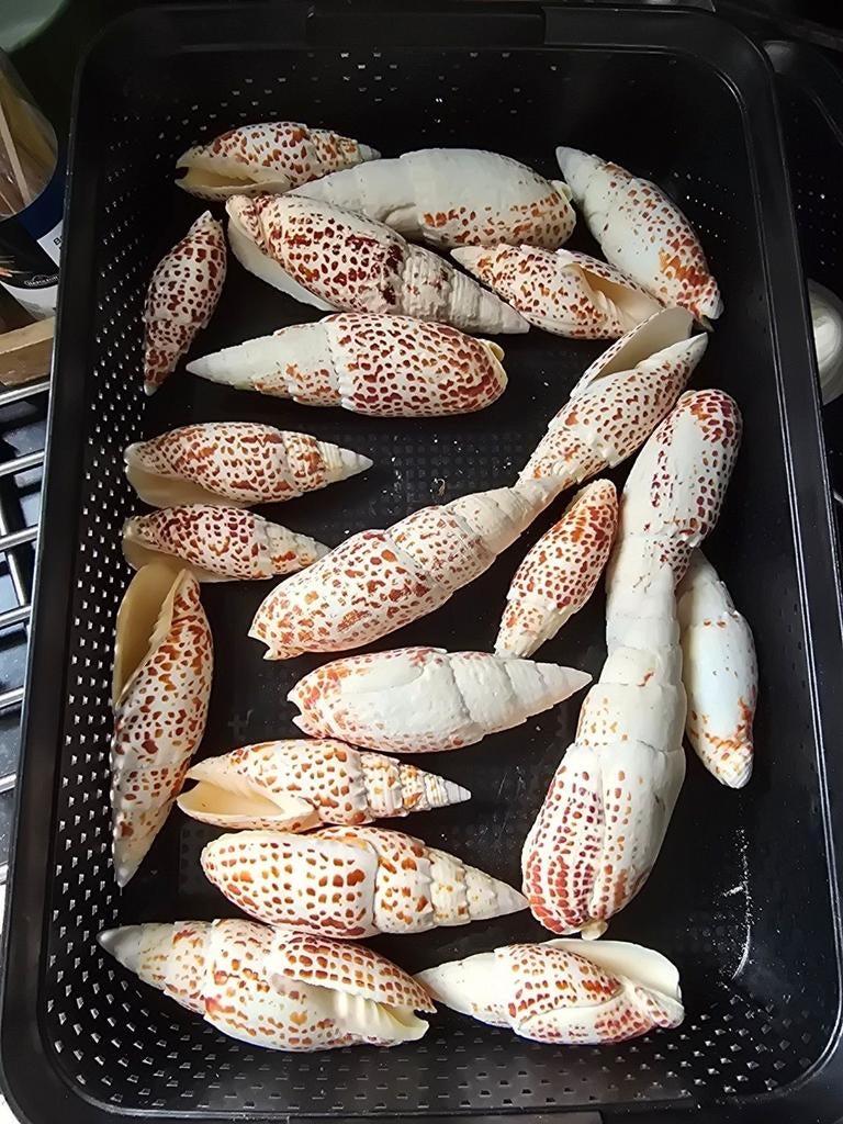 Laaste Mitra schelpen 1,00 per stuk, Verzamelen, Ophalen of Verzenden