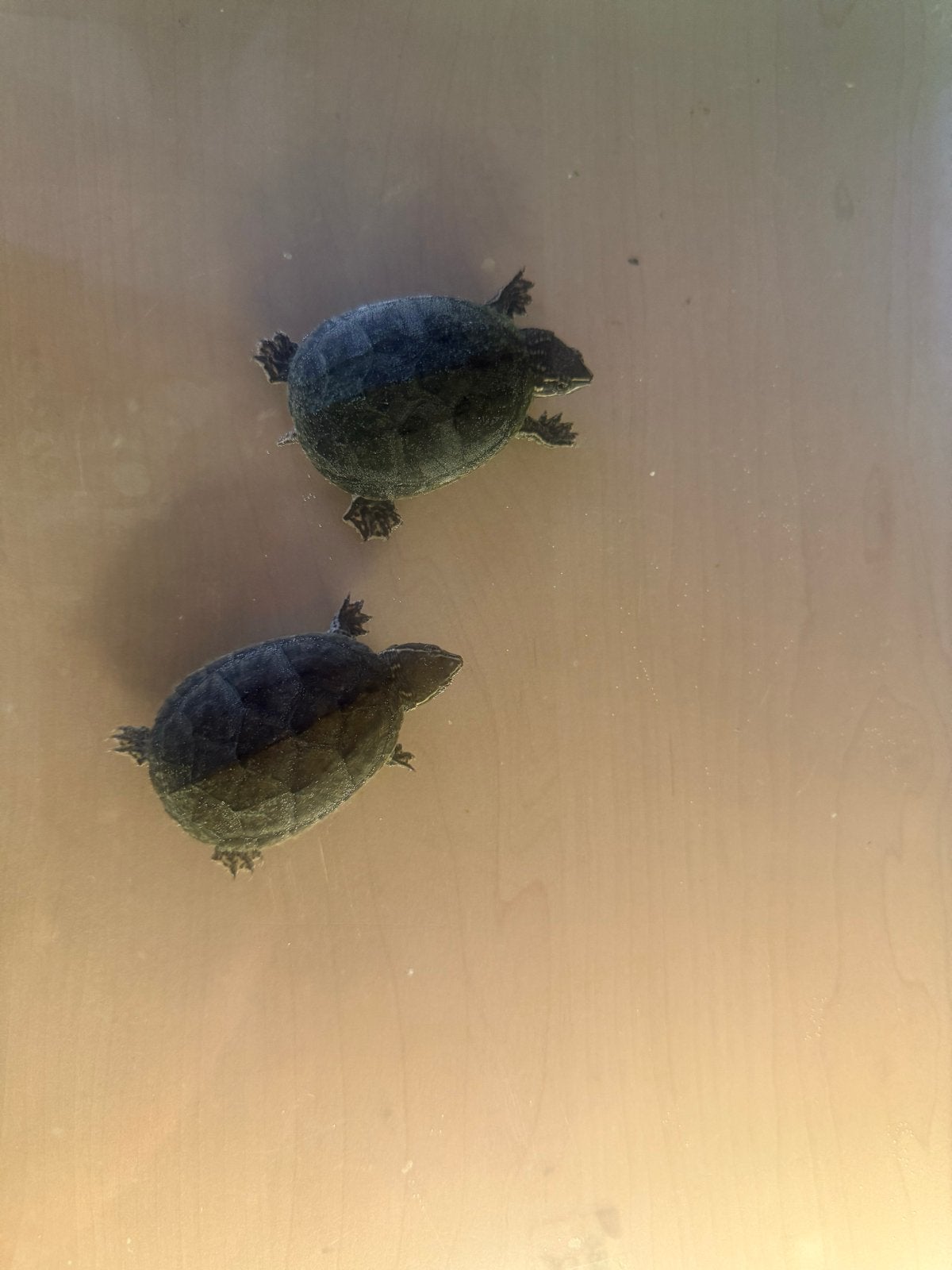 3 Muskusschilpadjes Inclusief Toebehoren, Schildpad, Met terrarium, 0 tot 2 jaar