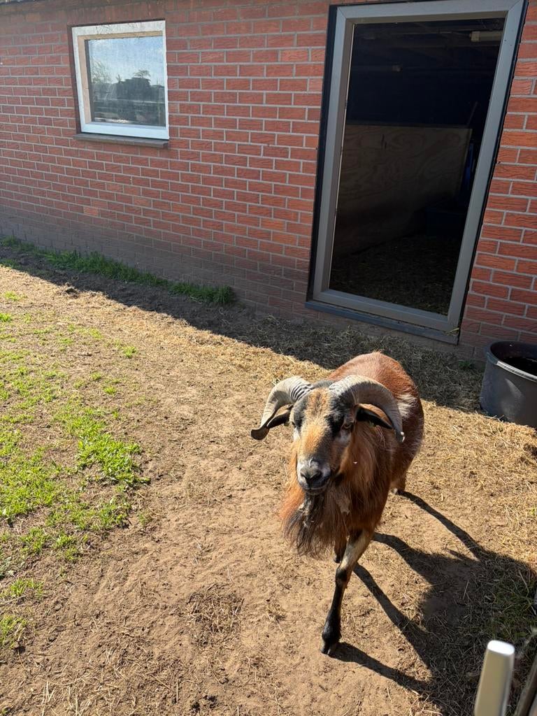 Te Koop Kameroen Ram, Dieren en Toebehoren, Mannelijk, Schaap