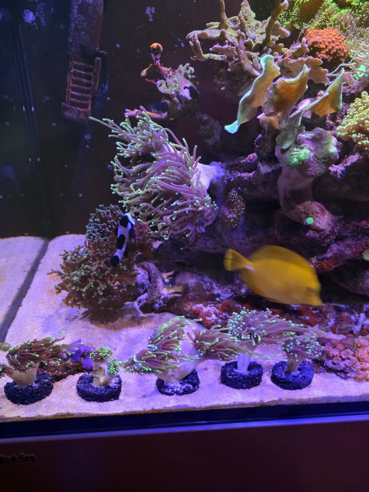 Euphyllia Glabrescens ,DragonSoul indian toorts, Dieren en Toebehoren, Overige typen