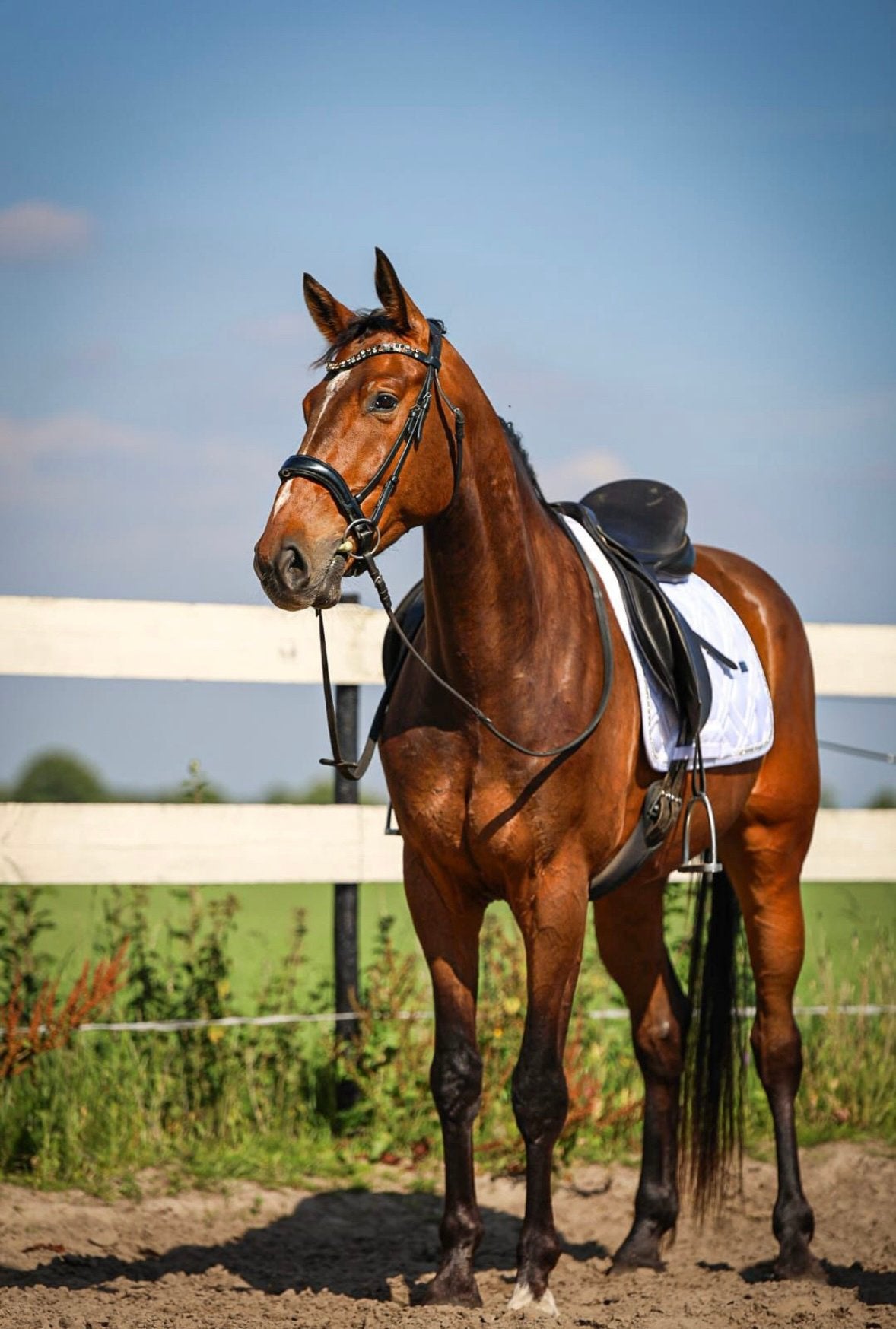 Super lieve allrounder/Familie paard🤩🌟, Dieren en Toebehoren, Paarden, Ruin, 3 tot 6 jaar, Met stamboom, B