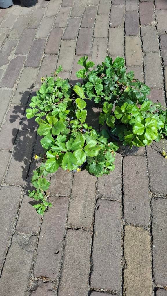 Waldsteinia - Bodembedekker voor schaduwrijke plekken, Tuin en Terras, Planten | Tuinplanten, Ophalen, Bodembedekkers, Vaste plant